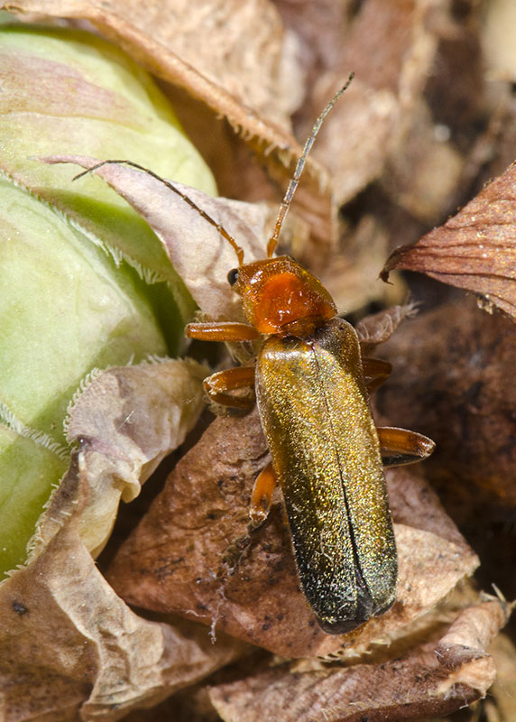 Cantharidae: Cantharis livida